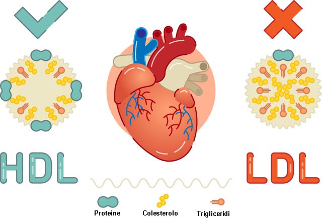 colesterolo BUONO E CATTIVO